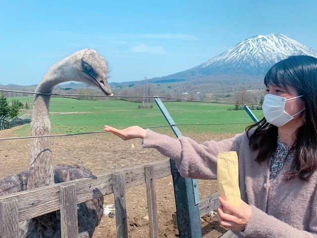 だちょうにエサをやる女性の写真