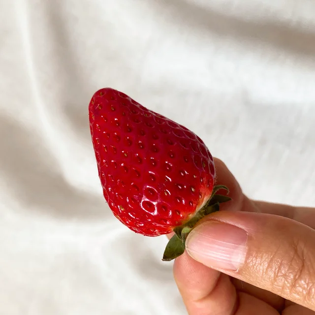 栃木県はいちごの生産量日本一！ 代表的な銘柄はとちおとめ