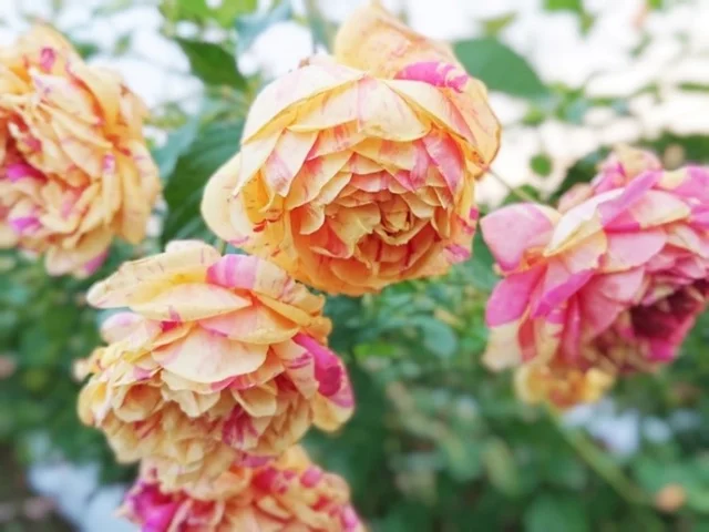 シンボルローズ「四季の香」