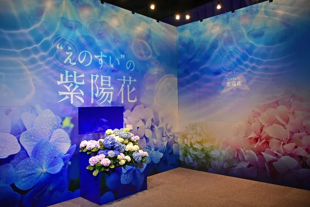 新江ノ島水族館の紫陽花とクラゲの特別展示