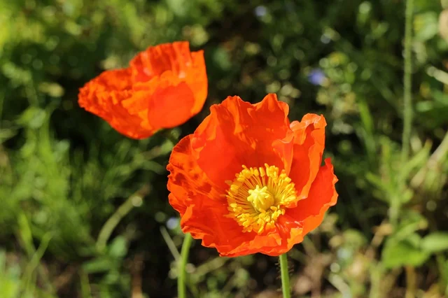 『横須賀市くりはま花の国』で開催中「ポピー・ネモフィラまつり」。オレンジ色のポピー