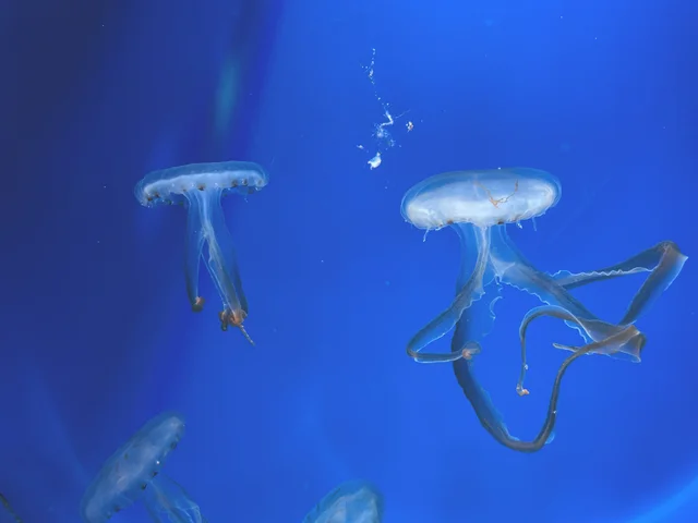 新江ノ島水族館のクラゲの写真
