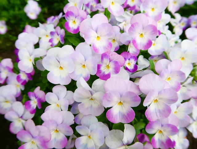 パンジーの花