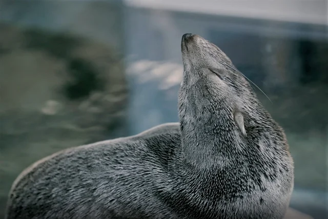 眠っているミナミアメリカオットセイ