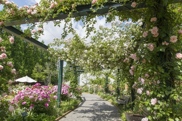 四季の香ローズガーデンの様子