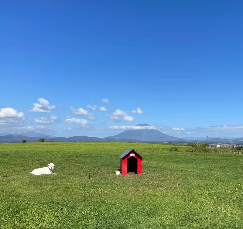 【北海道】秋のコスモスと大自然に囲まれての画像_4