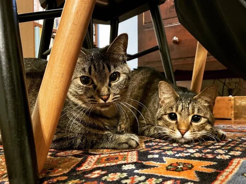 椅子の下に2匹仲良く座っている雑種猫・がんくんとサンちゃん