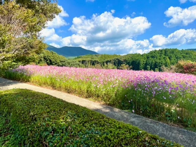 【長崎】インスタ映え間違いなし☆コスモスの画像_3