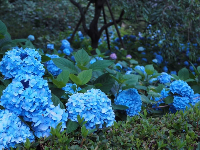 鎌倉の紫陽花名所特集 - 人気のあじさいの画像_26