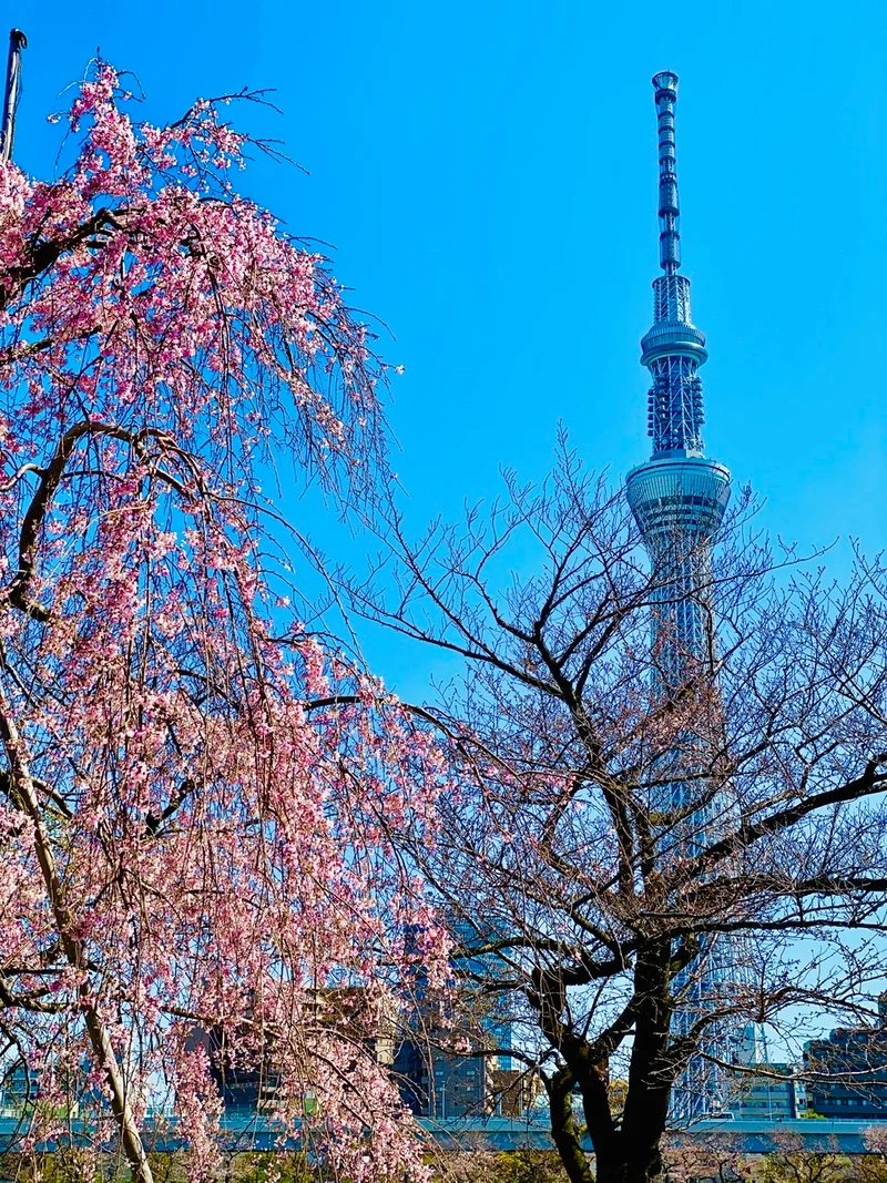 【隅田公園】お花見絶景スポット発見！《桜の画像_5