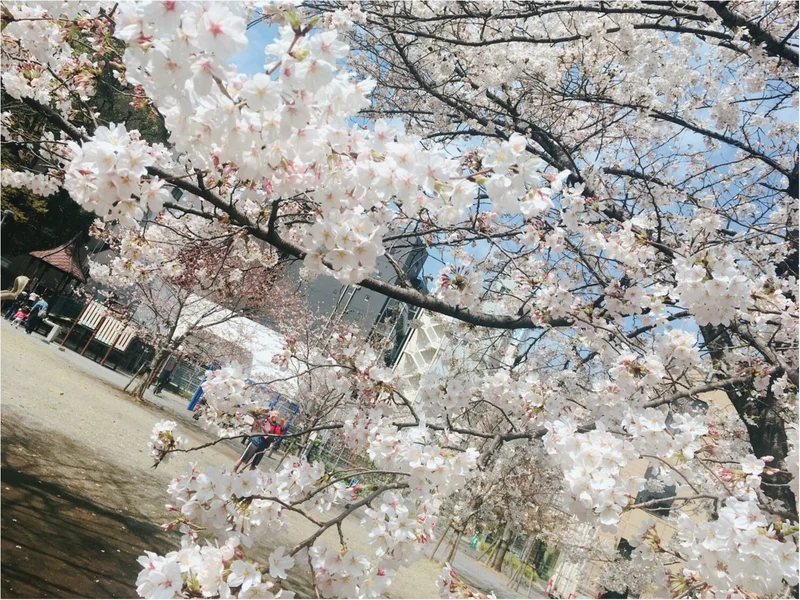 【お花見速報】東京は今週が見頃！？な桜事の画像_3