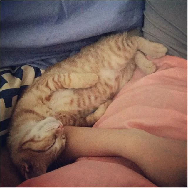 【今日のにゃんこ】子猫のぽぽくんは、ママの腕枕でおねむです♡