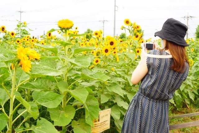 【今年で最後の東京ひまわり畑】「ひまわりの画像_6