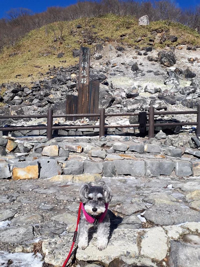 栃木県・那須温泉にある「殺生石」の前で写真を撮るサクラちゃん