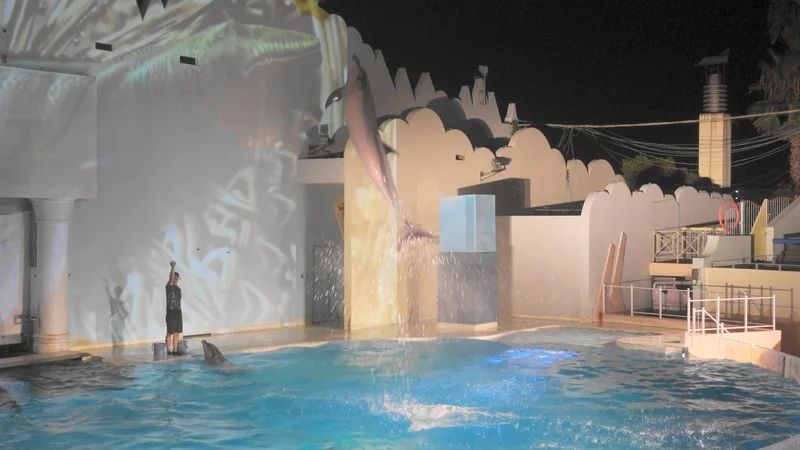 【神戸・須磨】夜の水族館！夏季限定ナイトイルカショーがやっている『須磨海浜水族園』へいってきました【8/30まで】