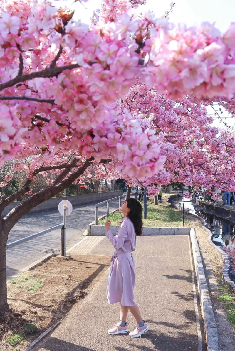 【絶対に失敗しない】春に行きたい神奈川県の画像_11