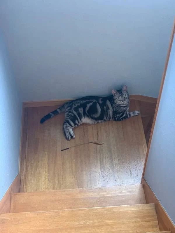 ねこじゃらしを持って、階段の途中で飼い主を待ち伏せする猫・ソラくん