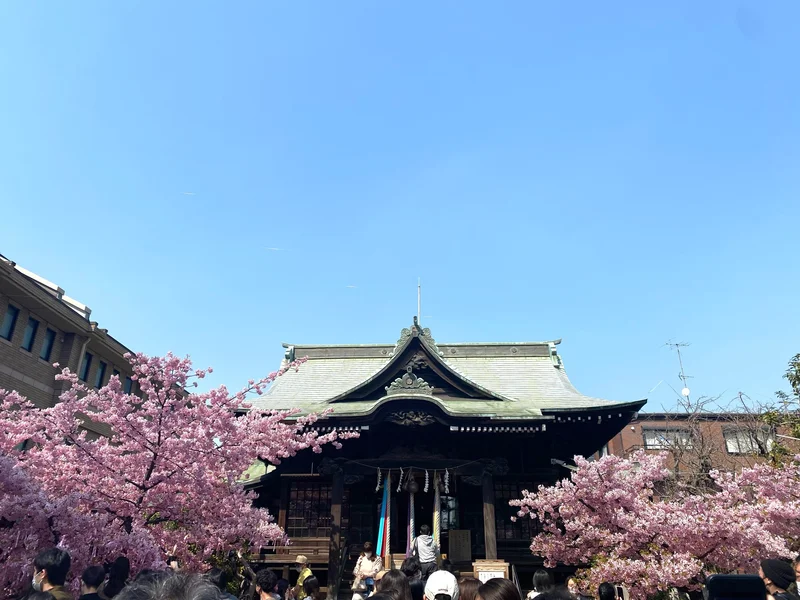 【桜神宮】満開の河津桜を東京で楽しめますの画像_3