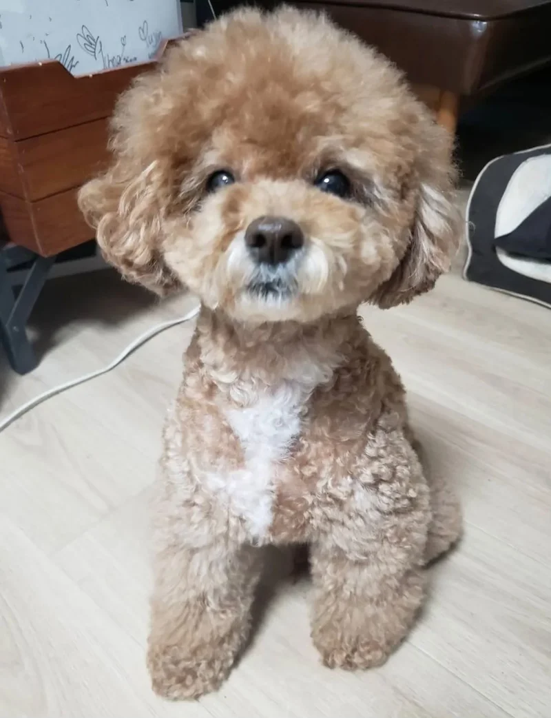 飼い主をじっと見つめてくる犬・ぽんたくん