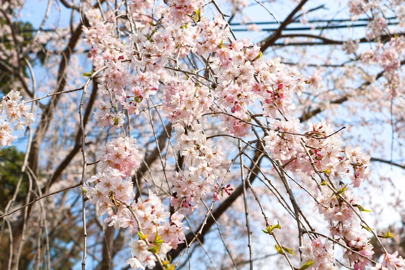 平成最後の桜ですの画像_2