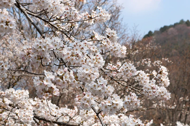 平成最後の桜ですの画像_3