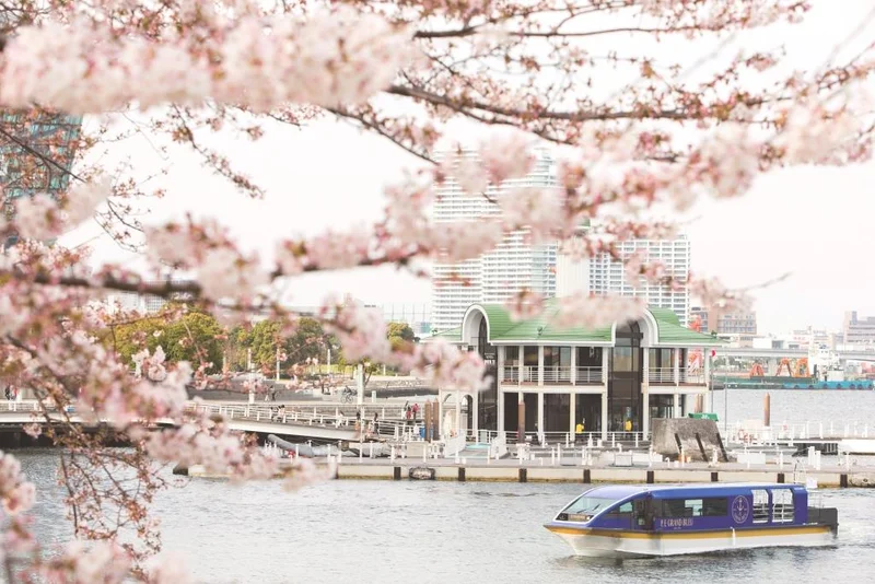 約600本の桜のトンネルをくぐりながら船上お花見♡ みなとみらい「大岡川桜クルーズ」が素敵すぎる！【#桜 2019 13】