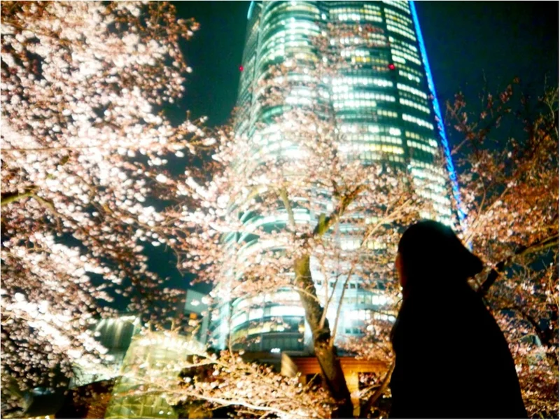 【しの散歩】東京の “桜” の見頃は、もうすぐそこ！都内のおすすめ『お花見スポット』3選をご紹介 ♪