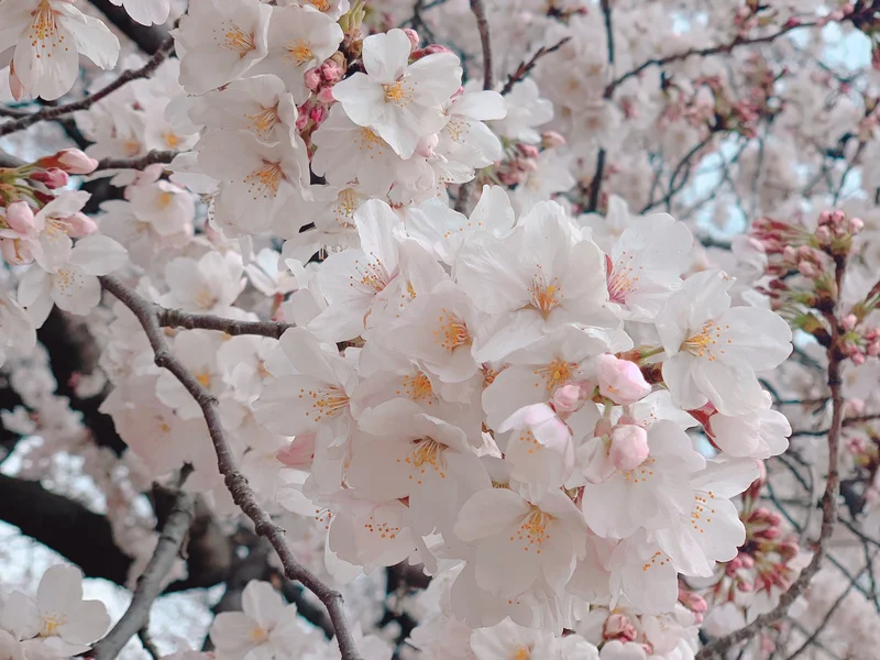 ▷桜の季節【お手軽お花見どこでする？？】の画像_1