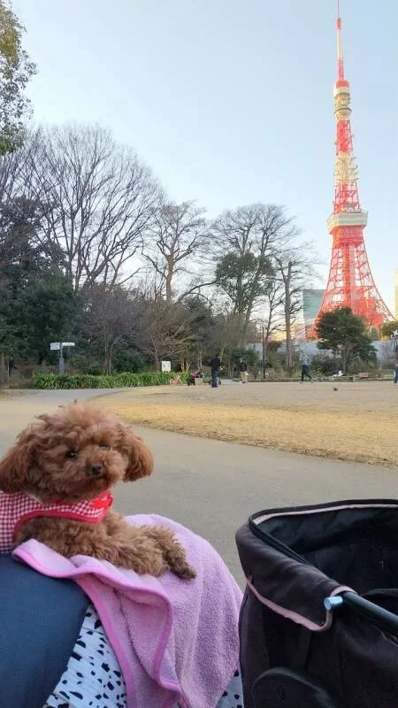 【今日のわんこ】テテちゃん、東京タワーのそばでランチタイム