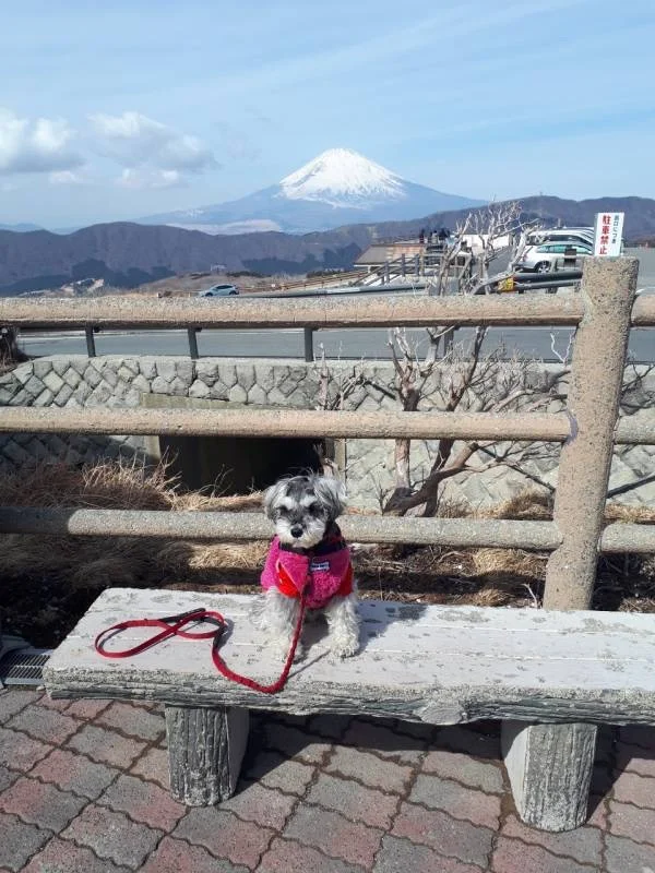富士山を背景に写真を撮る犬・サクラちゃん