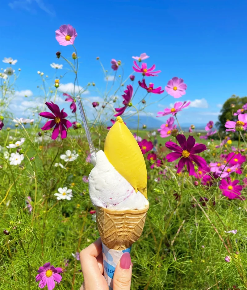 【北海道】秋のコスモスと大自然に囲まれての画像_3