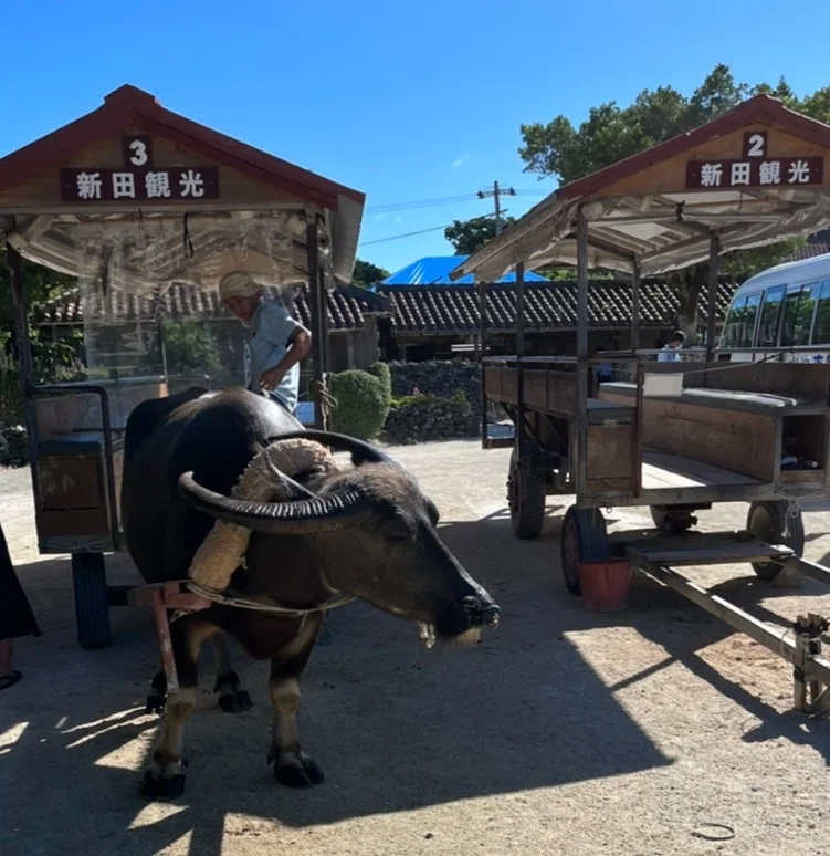 【星野リゾート　沖縄　竹富島】のんびり島の画像_1