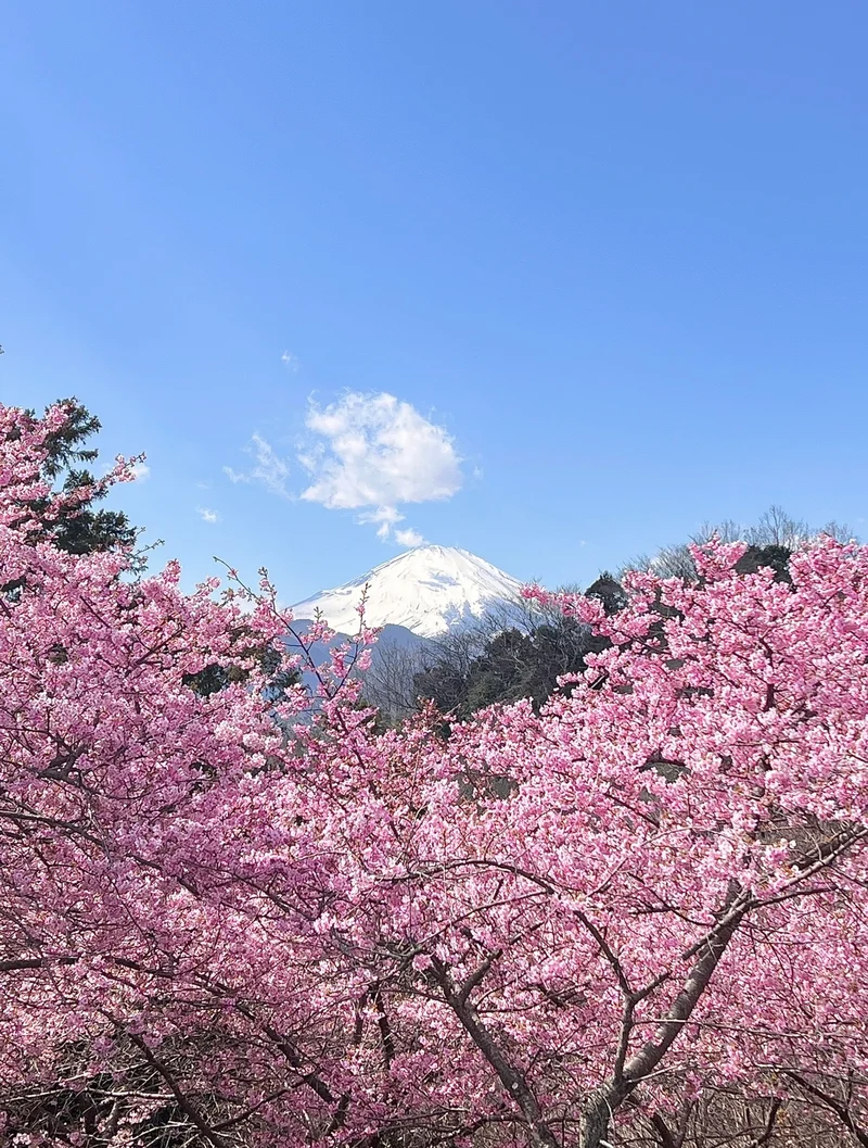 【絶対に失敗しない】春に行きたい神奈川県の画像_7