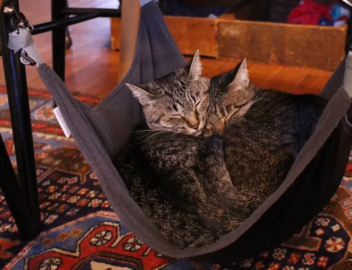 にゃんもっくの中で眠る2匹の雑種猫・がんくんとサンちゃん