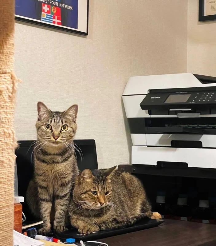 パソコンの上に座る2匹の猫・がんくんとサンちゃん