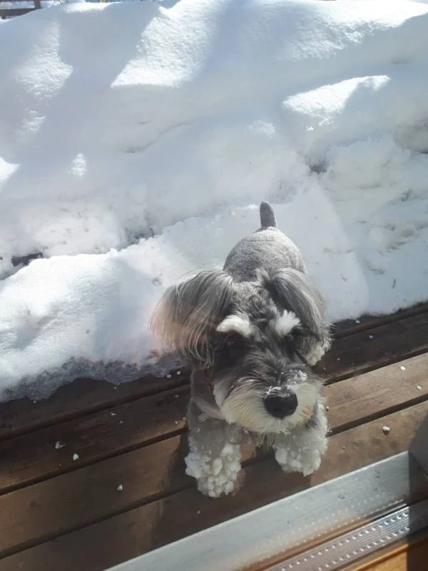 雪山のコテージのベランダにいる犬・サクラちゃん