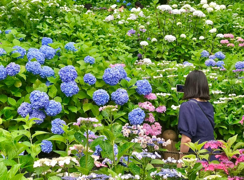 【今訪れるべき旬スポット】鎌倉のあじさいの画像_3