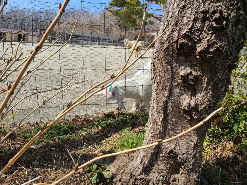 【那須満喫】まぐの女子旅『おしゃグランピの画像_12