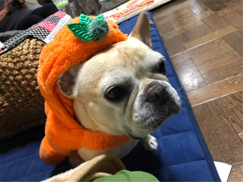 かぼちゃの被り物をかぶっている犬・まつこ
