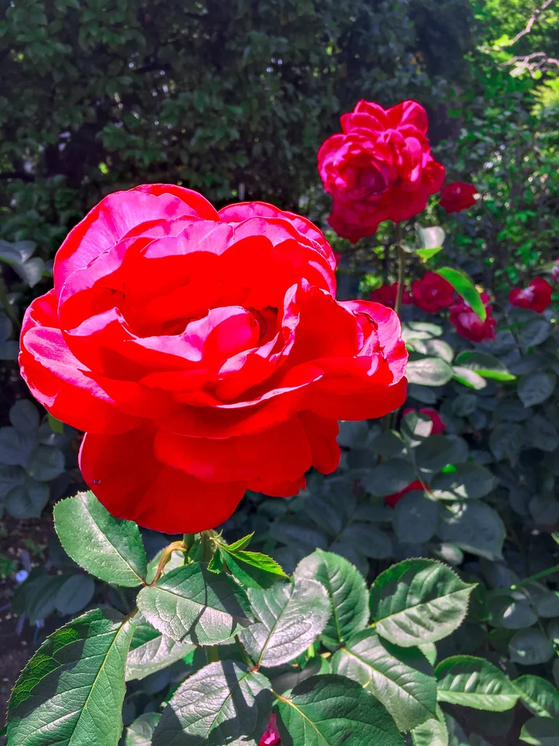 裏庭に咲く立派なバラの画像