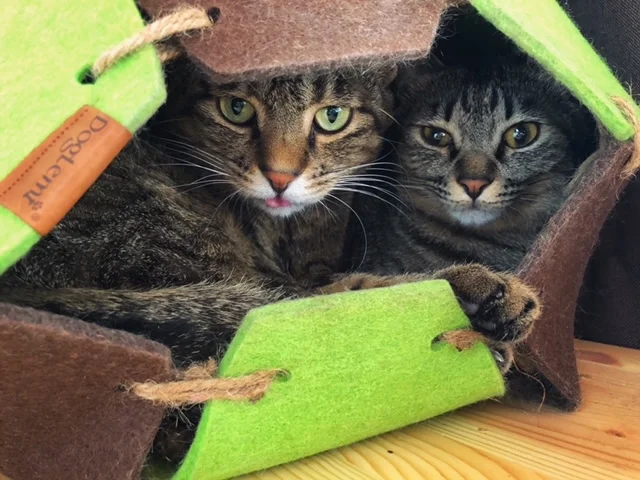1匹用のドームベットに2匹で入っている猫・サンちゃんとがんくん