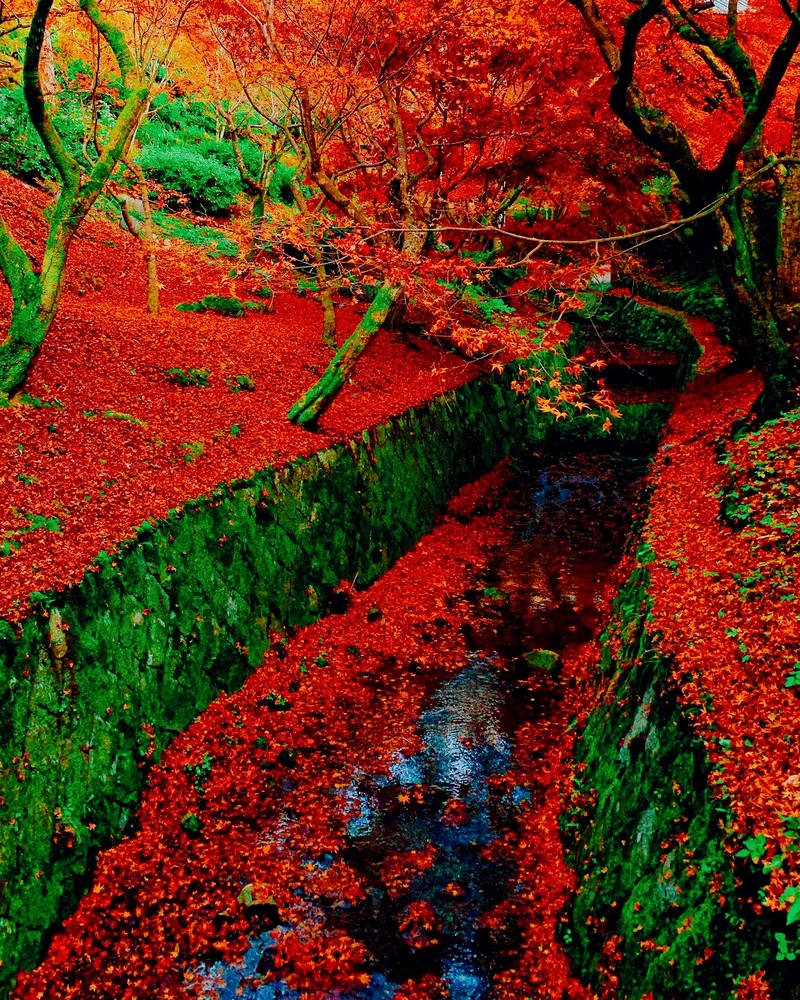 【永久保存版】京都の紅葉ベスト 3選の画像_3