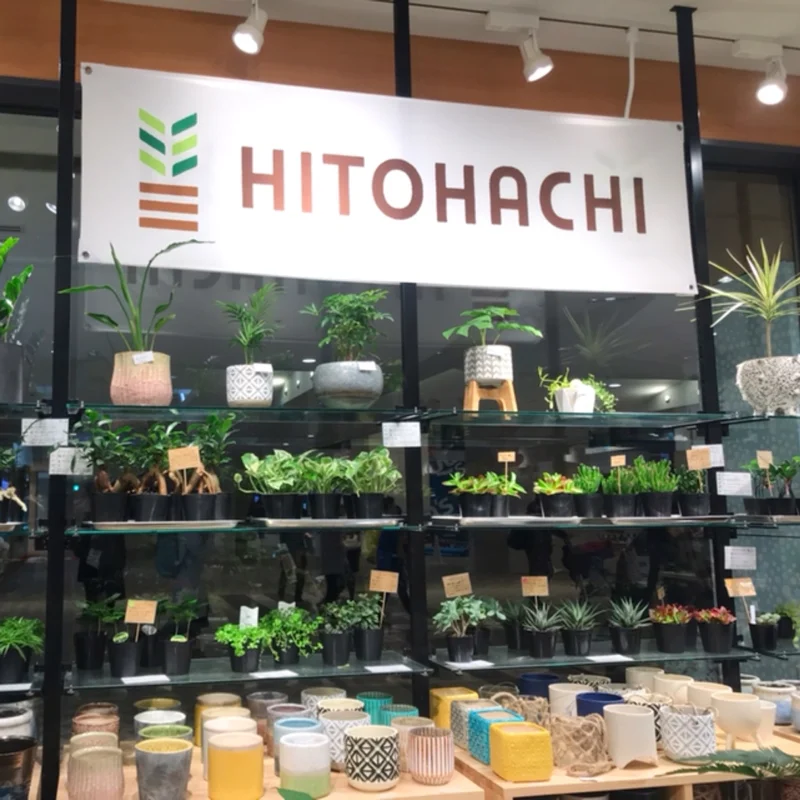 HITOHACHI　みなとみらい　横浜　観葉植物