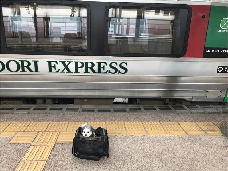 【今日のわんこ】さあお出かけだ♪　太郎くん、電車に乗るの巻