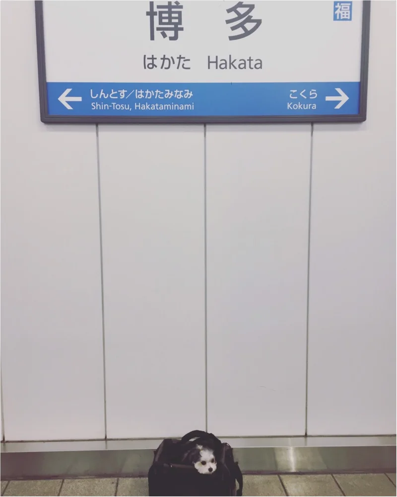 【今日のわんこ】博多までいってきました！　旅上手わんこ・太郎くんの記念ショット