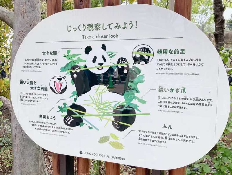 完全攻略！上野動物園の親子パンダに会いにの画像_4