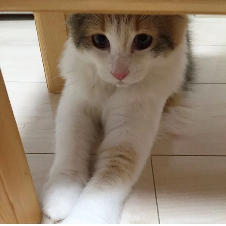 【今日のにゃんこ】机の下で、何かを見つめる万里ちゃん