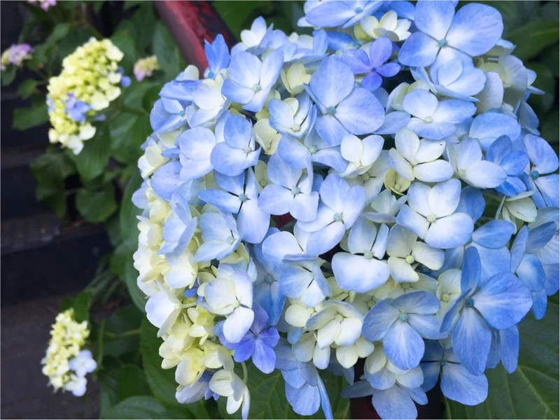 鎌倉の紫陽花名所特集 - 人気のあじさいの画像_19