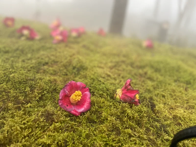 【東京ホテル巡り】椿山荘で1年に5週間限の画像_2