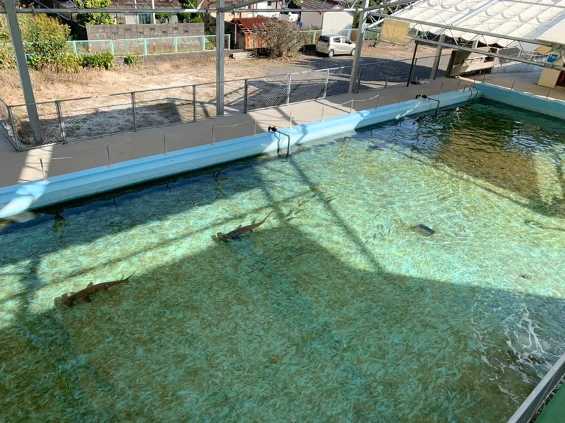 廃校した小学校が水族館に！高知県【むろとの画像_11